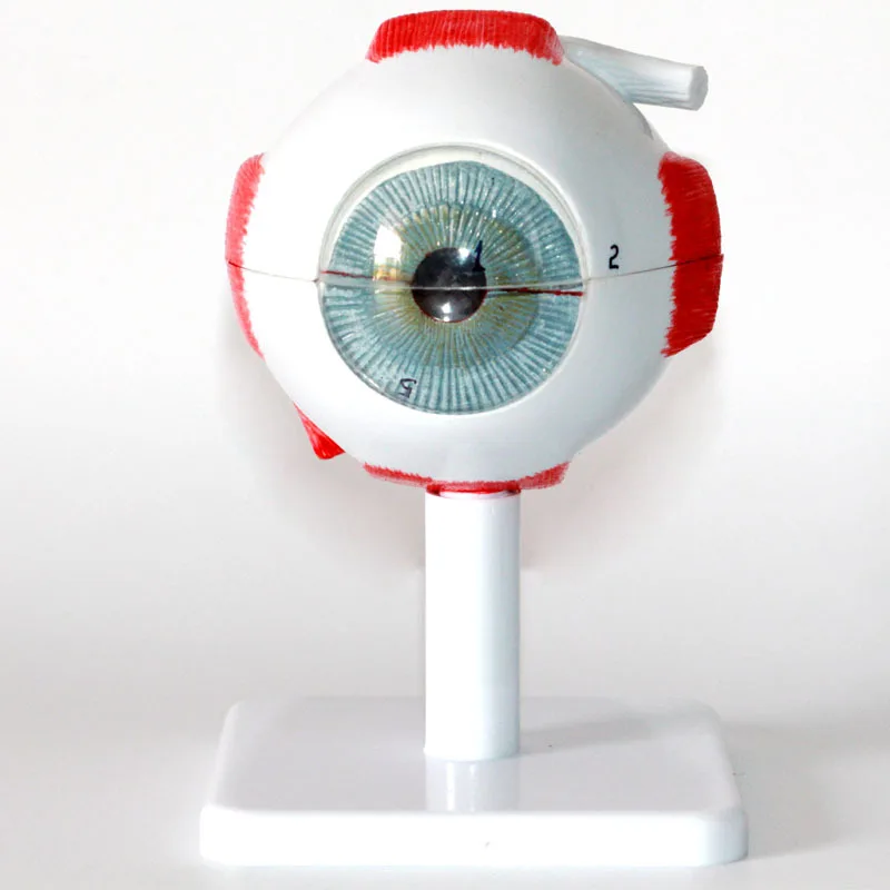Human Eye Model Enlargement and Disassembly 7 Parts Retinal Macular Area Visual Acuity Eye Structure Medical Teaching