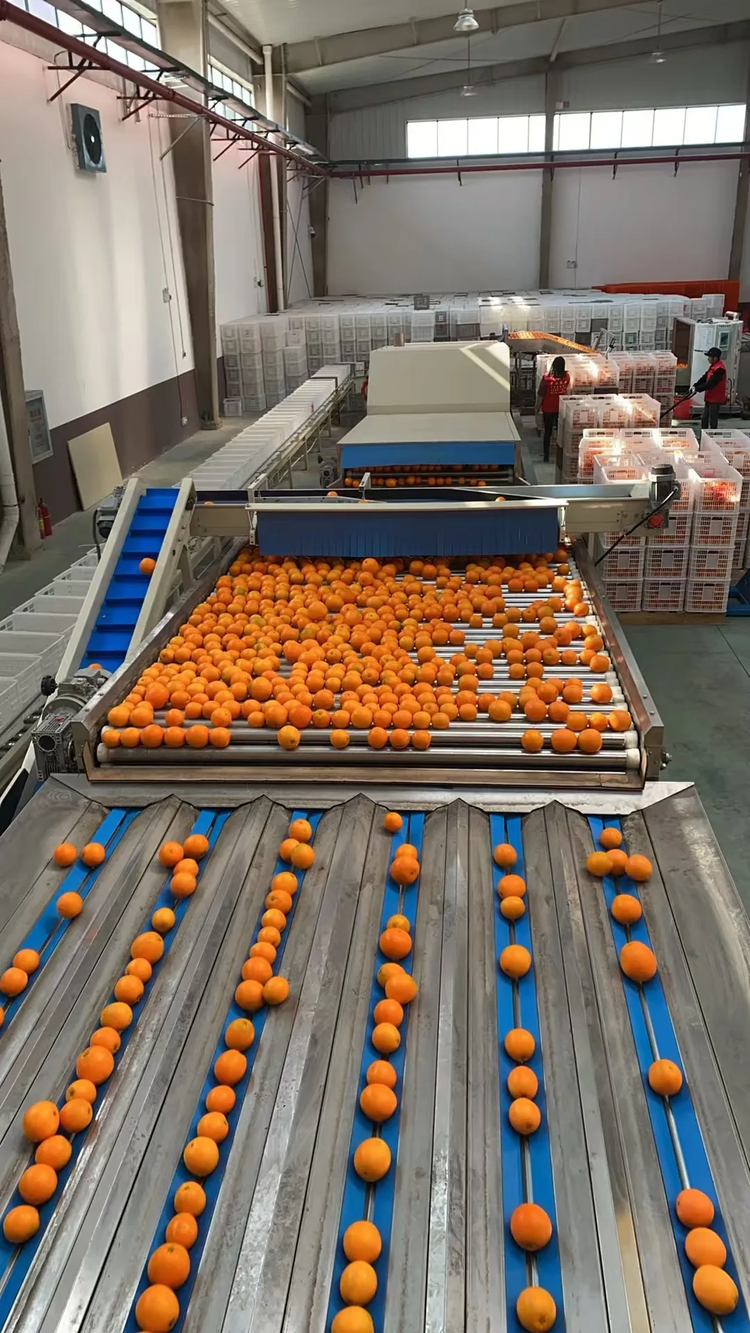 Selezionatrice multipista intelligente per agrumi di diametro medio di frutta Nucleo del motore dell'attrezzatura per macchine agricole