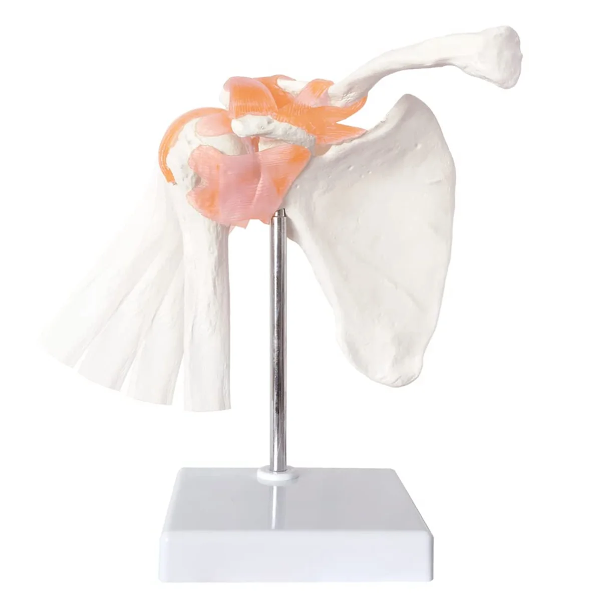 

Anatomical Shoulder Joint Model Anatomy Skeleton, Human Body Shoulder Ligament Model