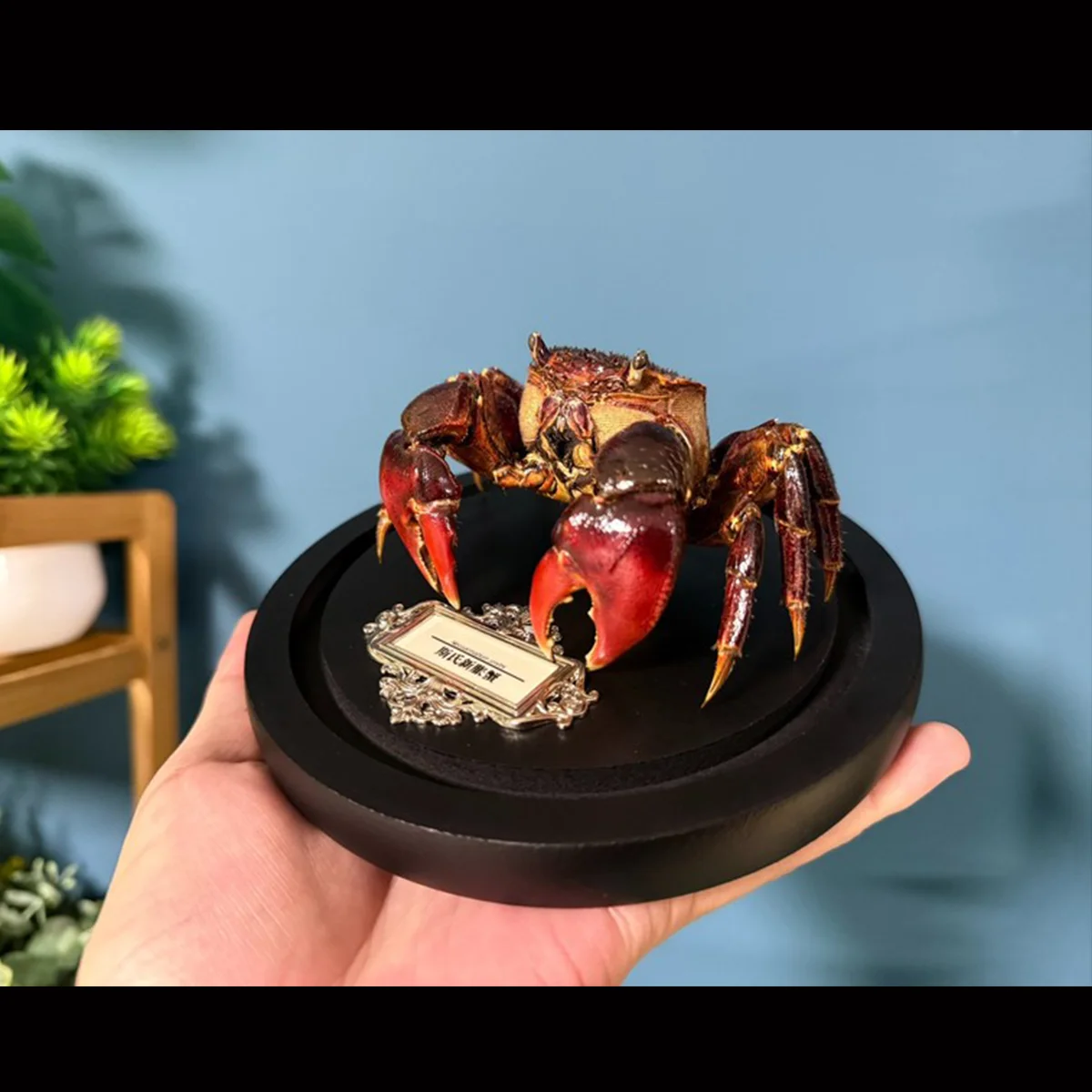 

Neosarmatium Smithi Taxidermy Authentic Crab Specimen Crab Specimen Collector Home Decor Handicrafts Ideal Gift for Nature Lover