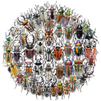 50pcs Cute Cartoon Insect Beetle Stickers PET for Toy DIY Luggage Laptop Guitar Skateboard Phone Case Bike Car Sticker