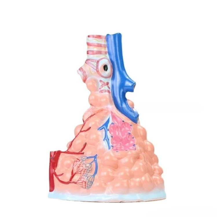

Alveolar magnification model, respiratory system, human lung anatomy biology teaching model