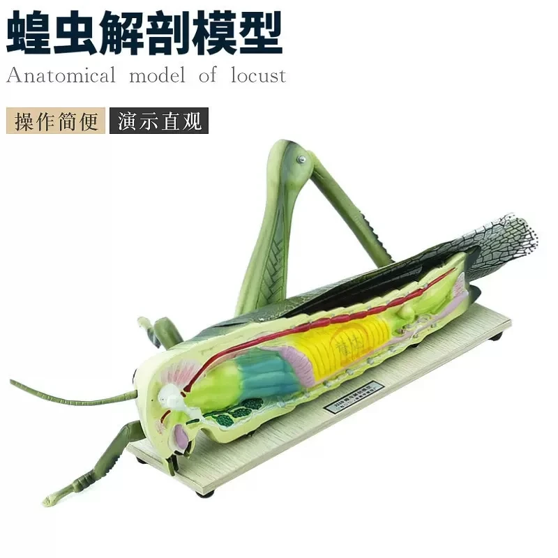 

Locust anatomical model Teaching insect morphology biology teaching junior high school experimental equipment