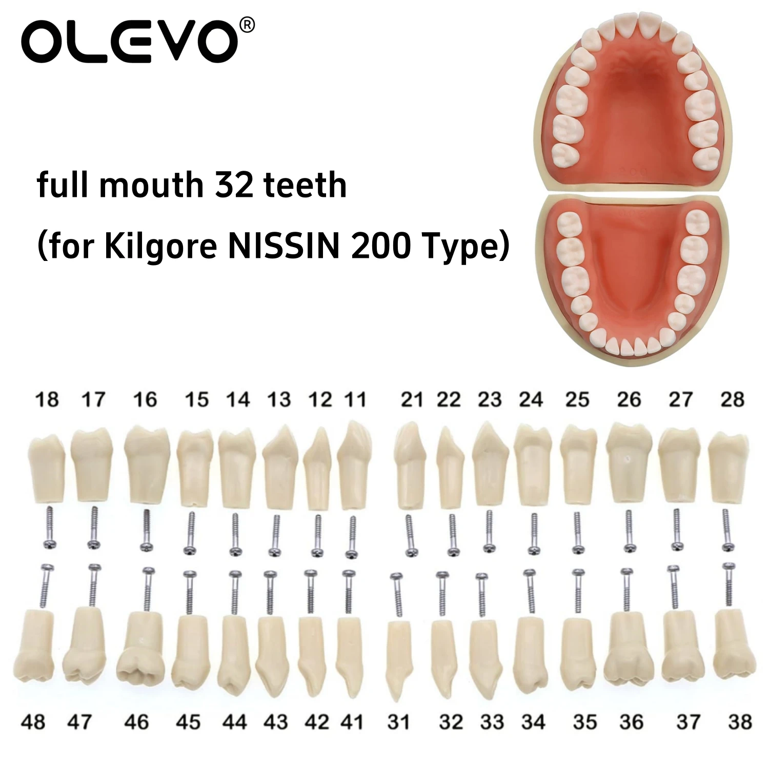 Dental Teeth Model Typodont Replacement Screw-in Resin Denture fit NISSIN 500 Type/200 Type Dentistry Training Practice Models