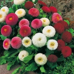 12 최고의 판매 야채 씨앗 - №5