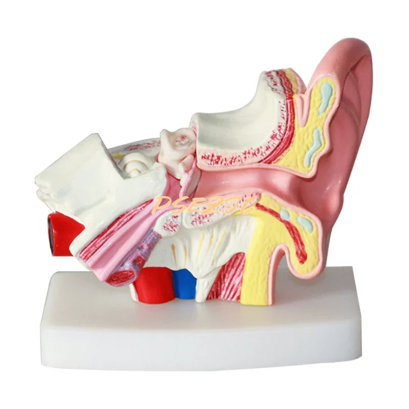 Medical Desktop Human Ear Anatomy Model 1.5 Times Inner Middle Auditory Teaching
