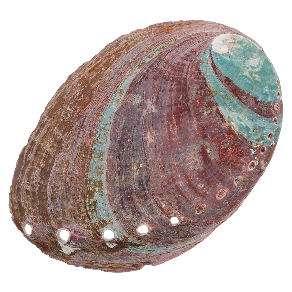 

Natural Abalone Rough Bowl For Aromatherapy Burning Household Decor Shell Holder Rough Shell Ornament Container