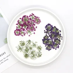 60pcs Pressed Dried Lobularia maritima Flower Head Herbarium For Resin Epoxy Jewelry Card Bookmark Frame Phone Case Makeup Lamp
