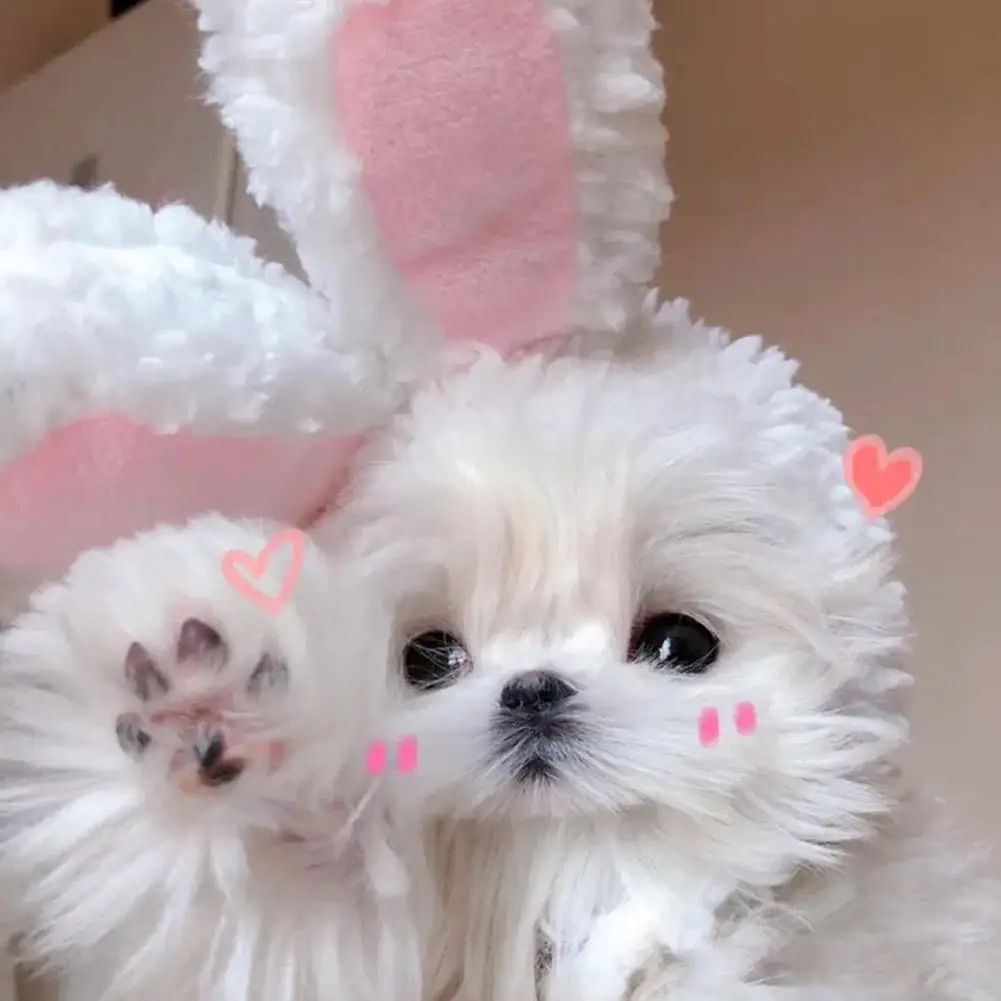 مضحك القط القبعات لطيف آذان أرنب قبعة دافئة آذان أفخم القط الملحقات قبعة صور الدعامة الحيوانات الأليفة الأرنب تأثيري غطاء الرأس الحيوانات الأليفة التبعي