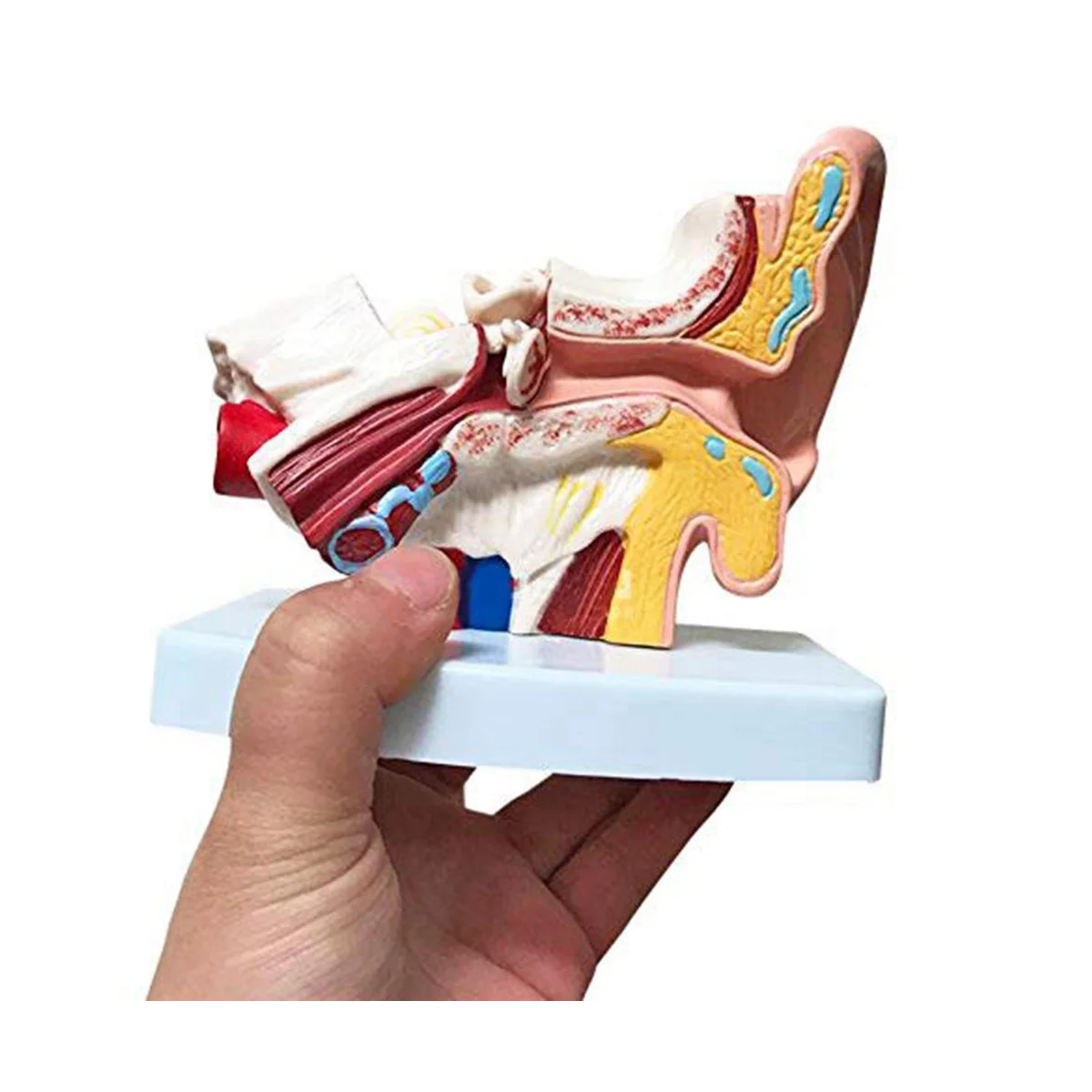 1,5-faches Anatomiemodell des menschlichen Ohres – professionelles Desktop-Simulationsmodell mit innerer Ohrstruktur für die Bildung