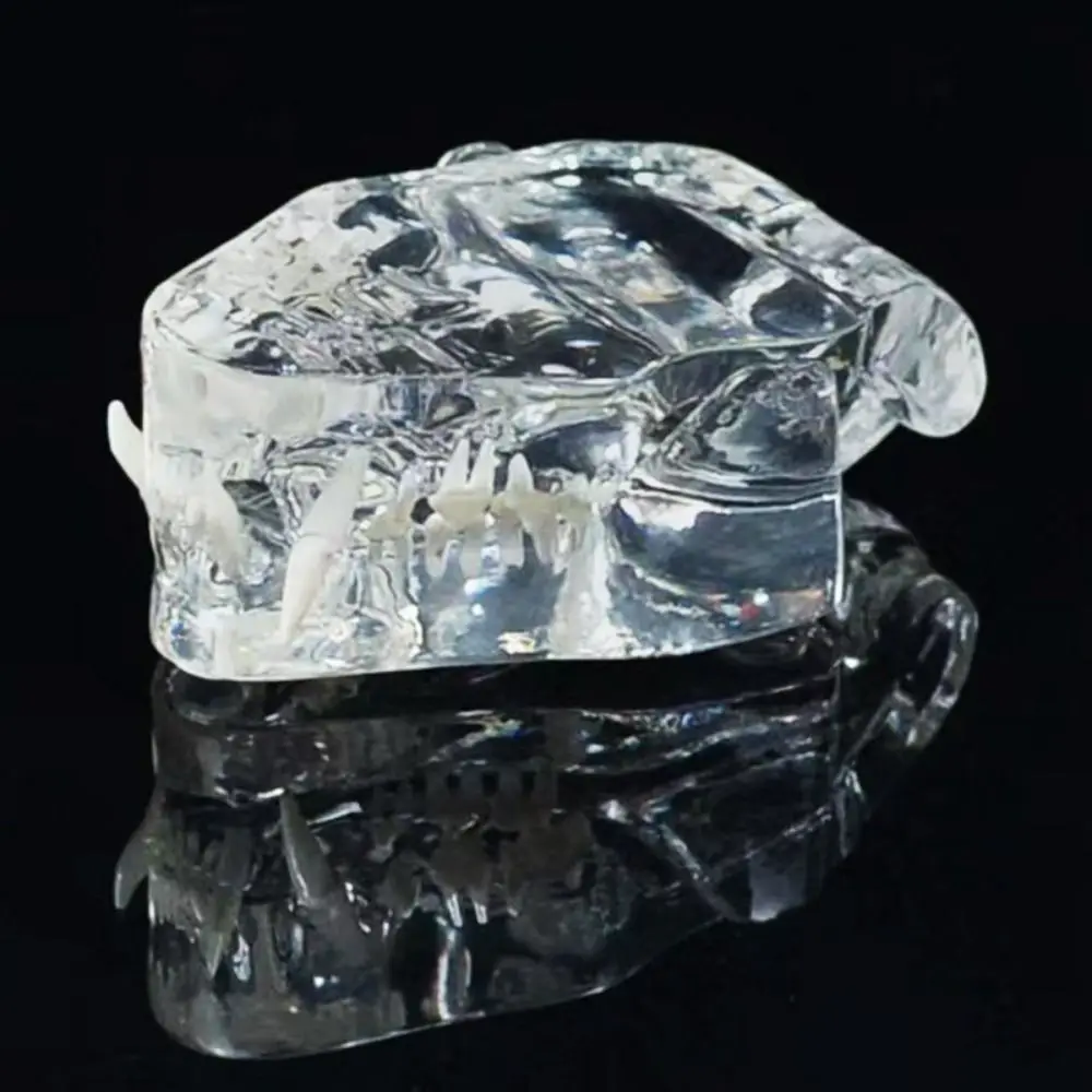 

Прозрачные зубы из полимерной смолы для животных: собак, кошек, кроликов. Съемная модель зуба собаки. Прозрачная текстура, прочность. Для обучения стоматологии (для собак).