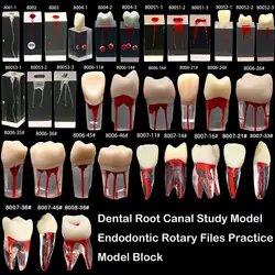 5Pcs Dental Endodontic Root Model with Clear Resin Canal Block Practice Pulp Cavity RCT Teaching Exercise Tooth for Endo Trainin
