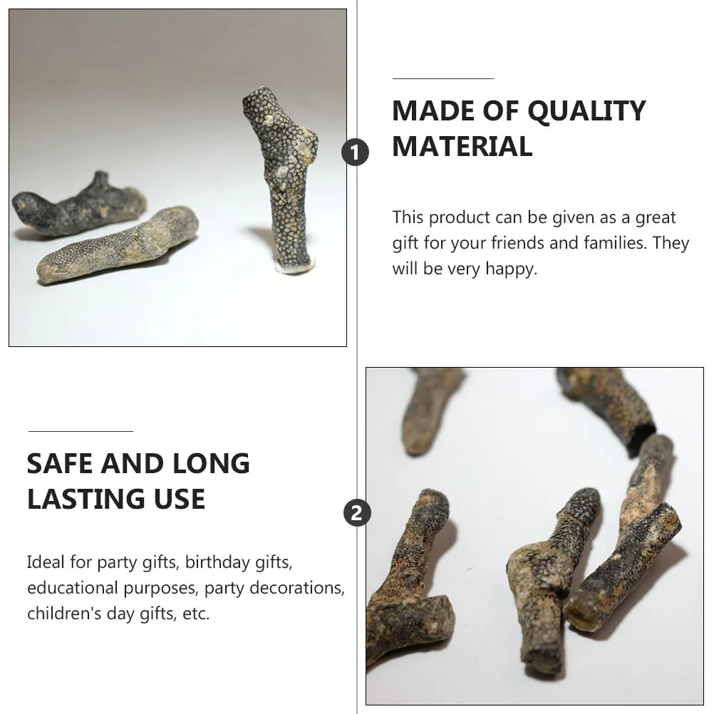 

5pcs Bryozoan Specimens Science Education Decor For Kids Ancient Teaching Tool Paleontology Sample