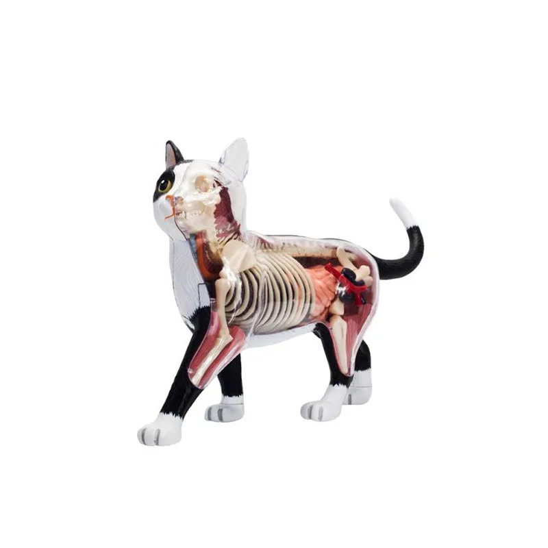 Modelo de anatomía de órgano de gato blanco y negro, rompecabezas de animales, juguetes para niños y estudiantes de medicina, modelo de enseñanza