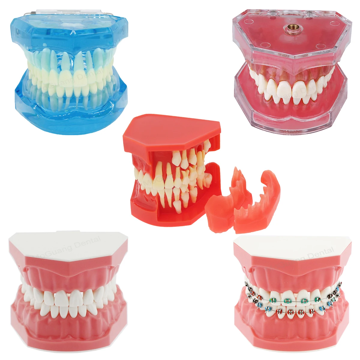 Dental Model for Training Dentistry Practice Studying Typodont Teeth Model Dental Standard with Removable Teeth Models Dentist