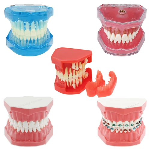 Imagen 1 del producto Modelo Dental para entrenamiento de odontología, práctica para estudiar dientes Typodont, estándar Dental con modelos de dientes extraíbles, dentista