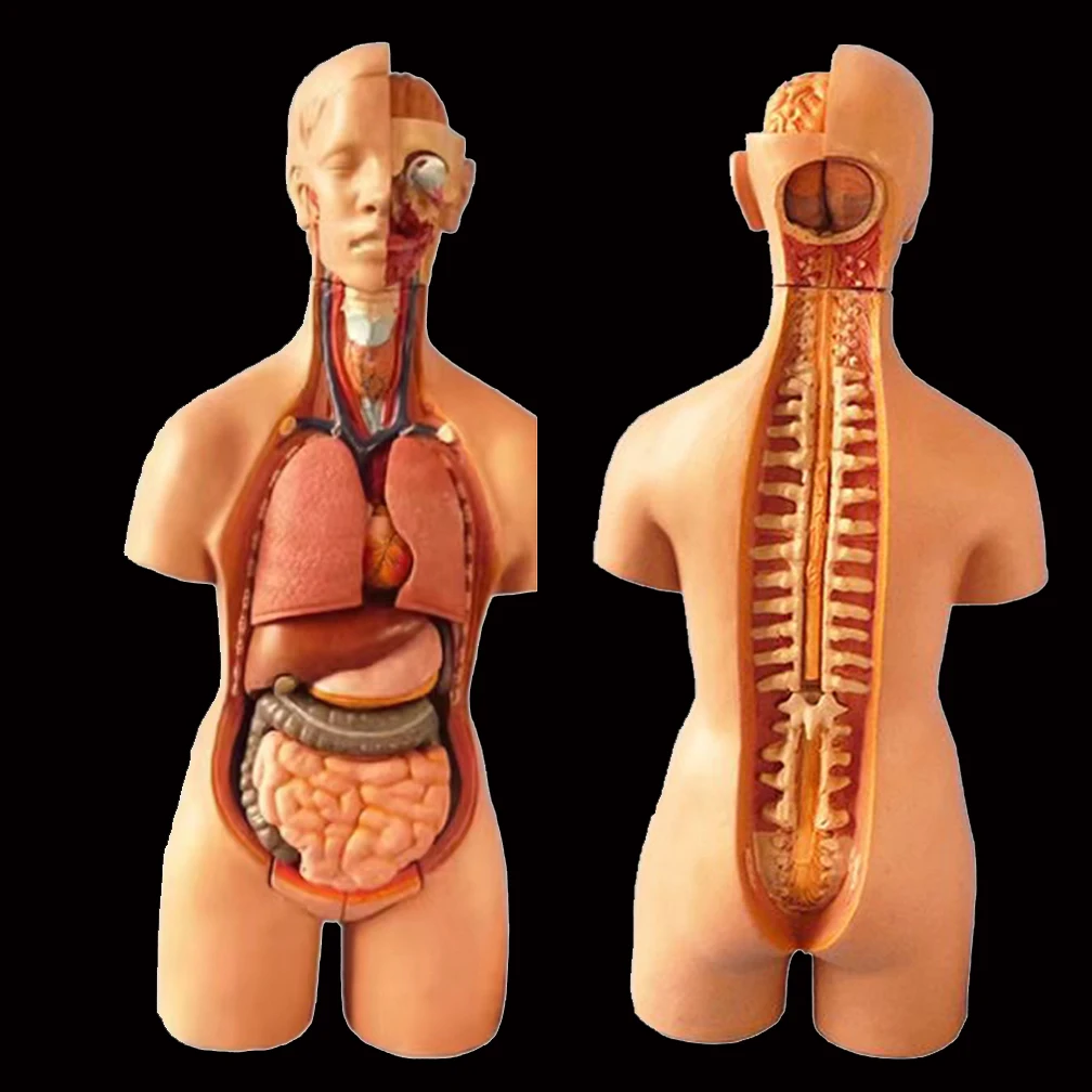 55cm Anatomical Human Torso Body Model Anatomy Internal Organ Medical Teaching Mold Assembly Science Kid Baby Education Toy Gift