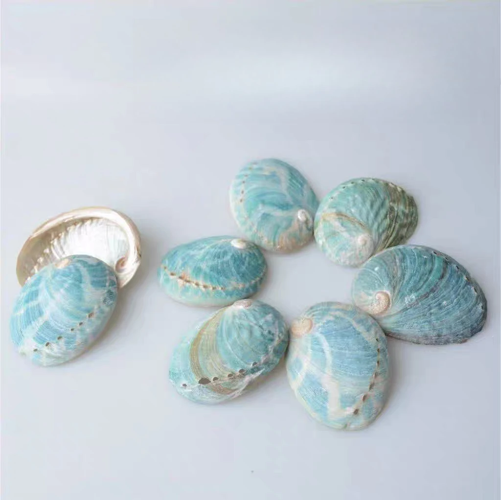 New Australian Blue Abalone Shell Creative Home Shell Ornament 7-9cm Aquarium Landscape Abalone Shell Personality