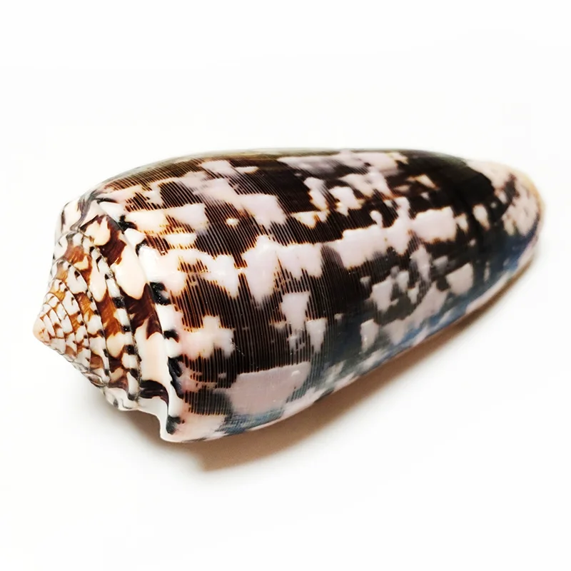 Descubre todo sobre la concha con: Guía completa para coleccionistas y amantes de la naturaleza