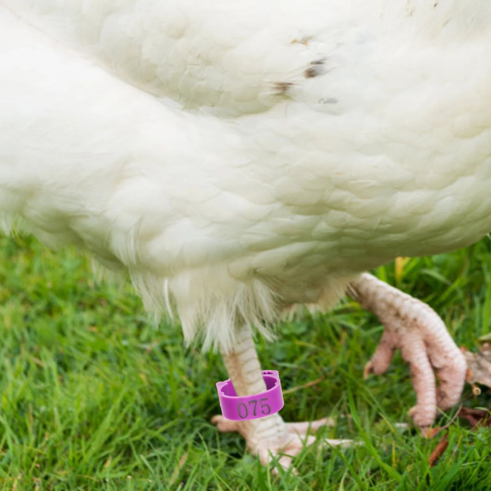 100 قطعة أربطة ساق الدجاج مرقمة السلس خفيفة الوزن تحديد الدواجن خواتم للدجاج الحمام البط أوزة الحيوانات الأليفة بمناسبة #1