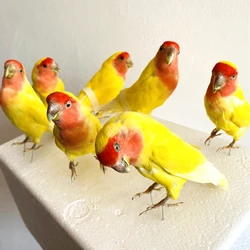 Real Taxidermy stuffing Eurasian yellow Melopsittacus Budgerigar Budgie Parrot specimen Sketch drawing Teaching/Decoration