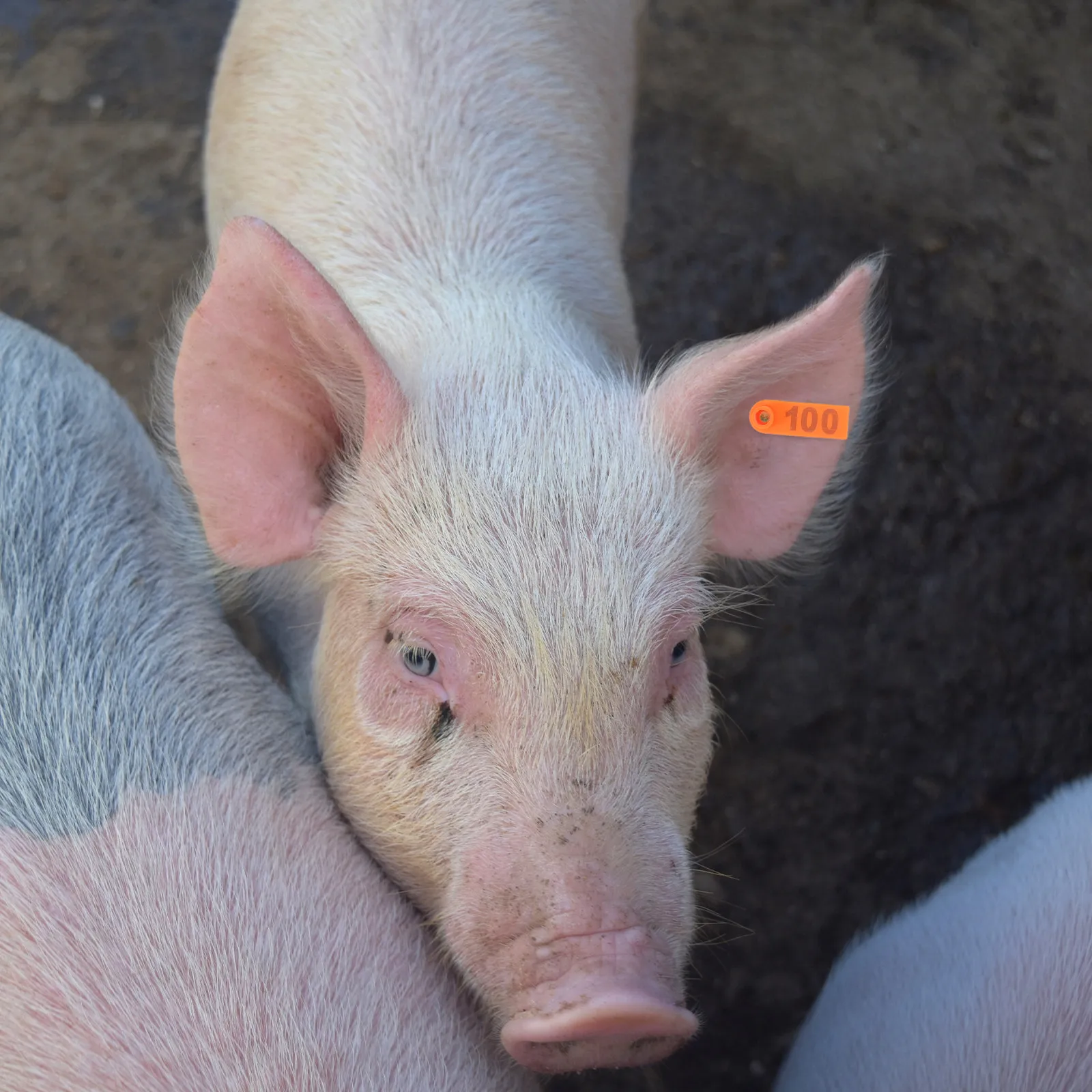 100 Adet Hayvan Kulak Etiketi - Livestock Ear Tag incelemesi ve fiyatı