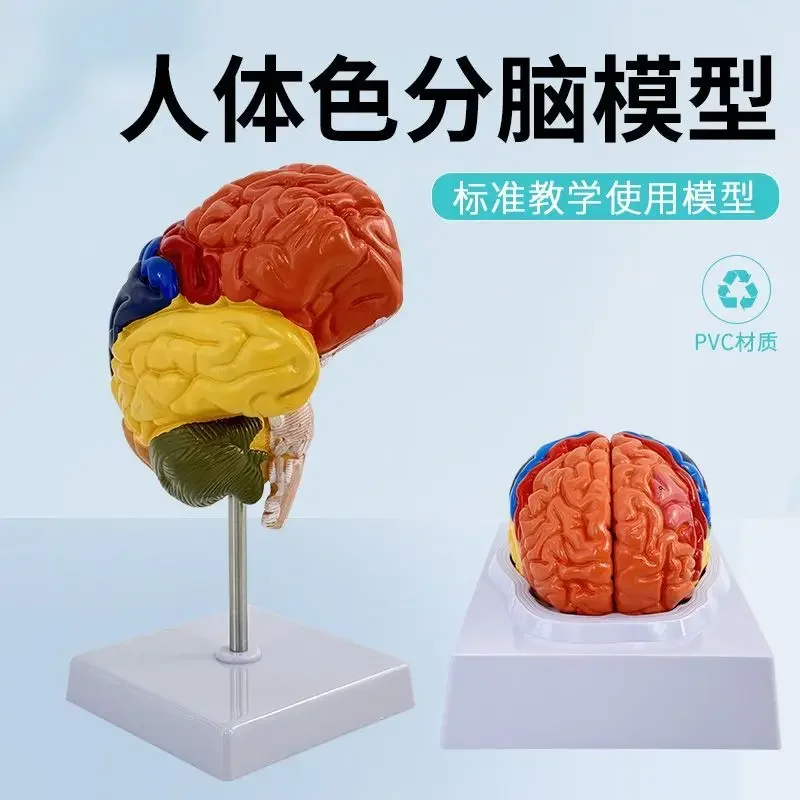A Teaching Simulation Brain Model, Brain Partition Functional Partition, Cerebral Cortex Specimen, Color Division Brain, Cerebra