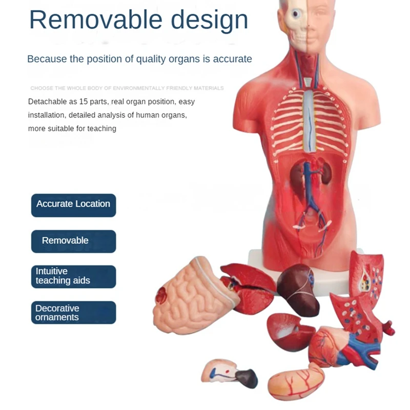 نموذج الجهاز التعليمي للأعضاء البشرية الداخلية ، دمية عارضة أزياء ، 15 أجزاء قابلة للإزالة ، الجذع