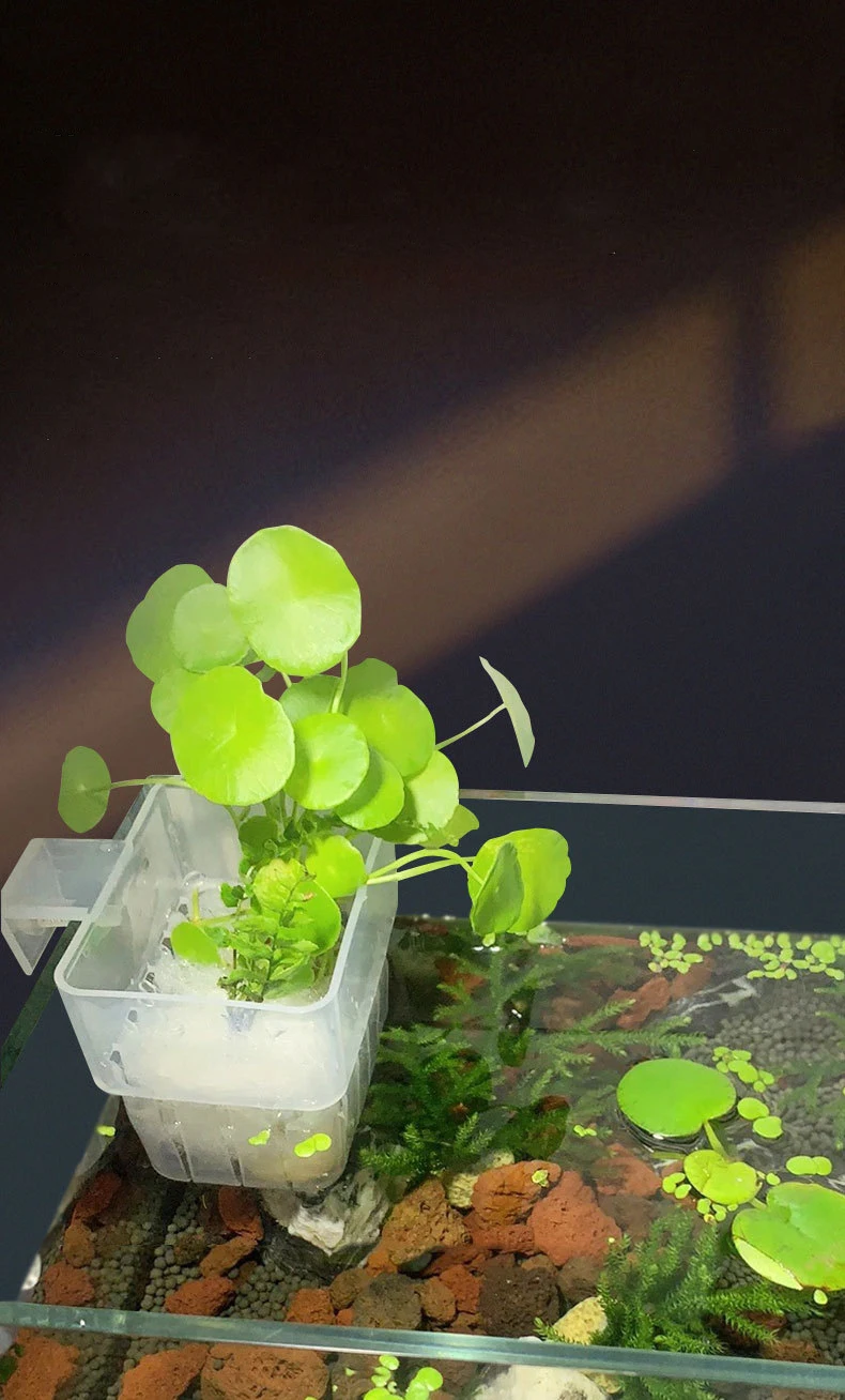 حامل نباتات طوارئ مثبت على الحائط سلة مائية شفافة لحوض السمك - كوب منزلي لتزيين المناظر الطبيعية المائية #5