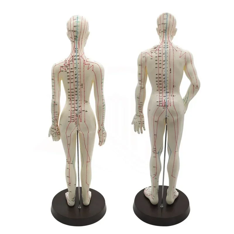 Modèle d'acupuncture avec points chinois et base en PVC, modèle de point d'acupuncture du corps humain féminin et masculin, 50cm