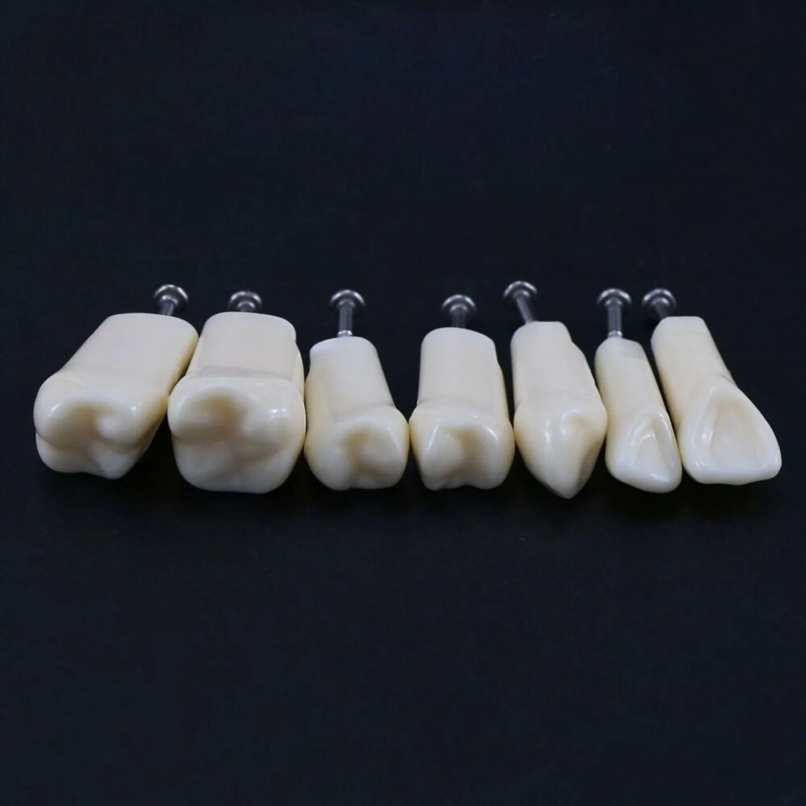 28/32pcs Dental Typodont Replacement Teeth Model Screw-in Teeth Model for Dentist Student Practice Removable Fit Nissin 200/500