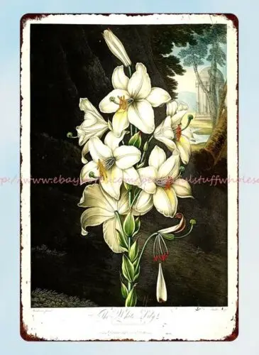 1800s floral art Madonna Lily White Lily Lilium candidum metal tin sign