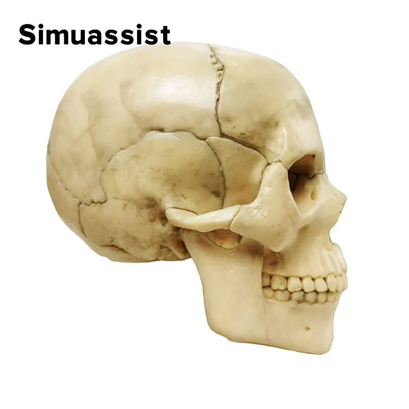 Cráneo clásico desmontable 4D, modelo anatómico, herramienta de enseñanza médica, juego de 15 unidades