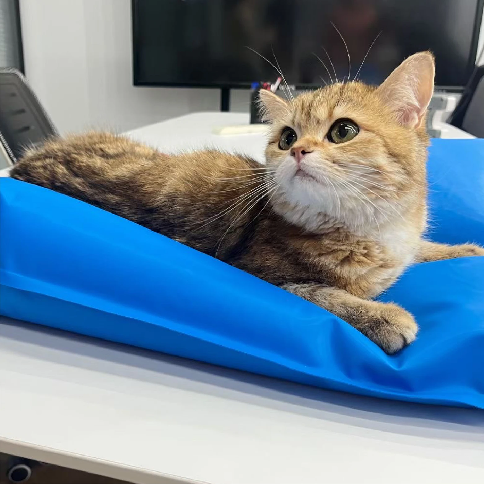 Medical Vacuum Positioning Mat for Cats Dogs, Veterinary Pet Immobilization Fixing Pad