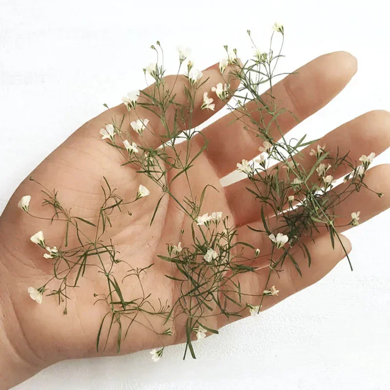 500pcs Pressed Dried White Gypsophila Paniculata Linn Flower Stalk Plant Herbarium For Jewelry Postcard Invitation Card Making