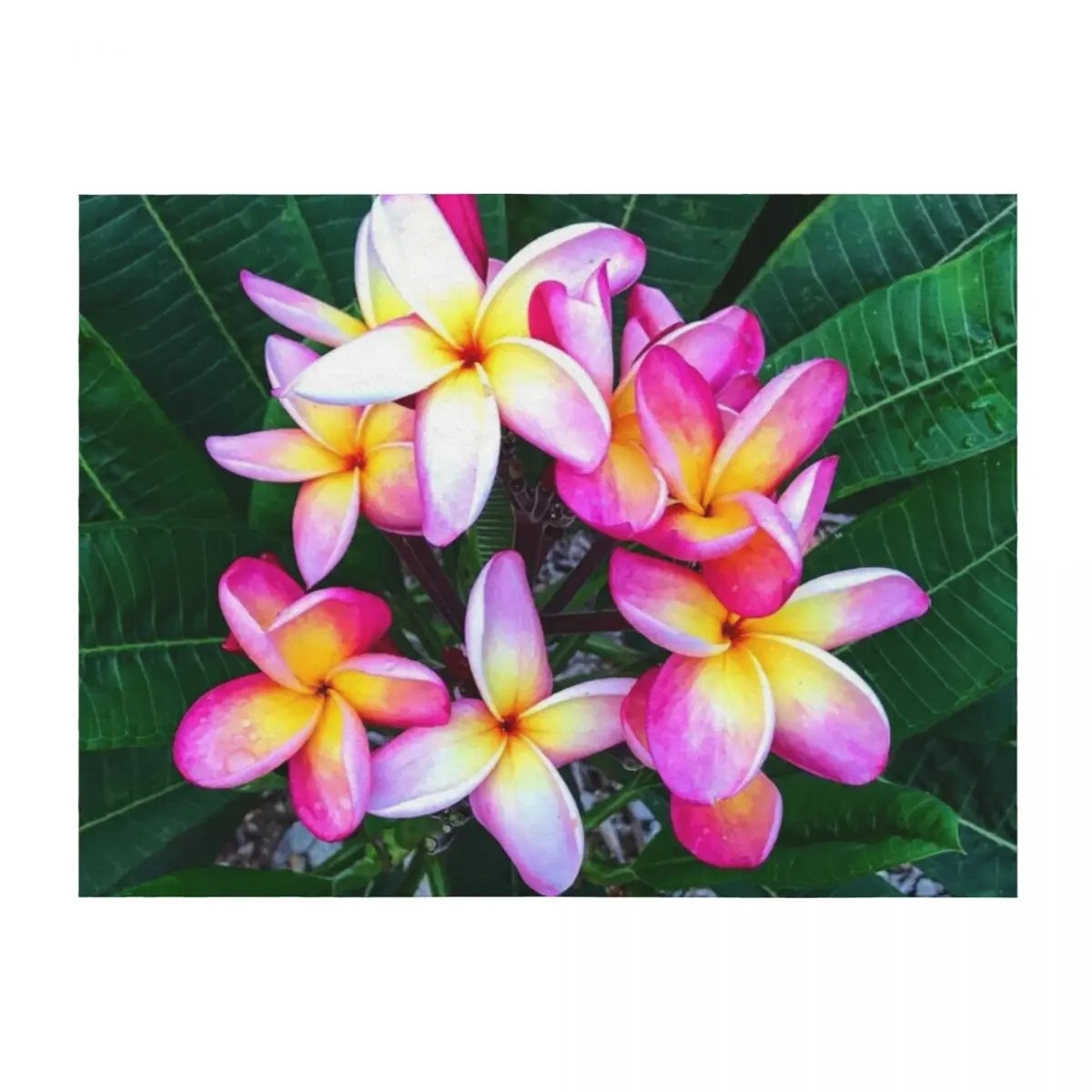 

Plumeria Flowers Throw Blanket Picnic Cute Quilt Blankets