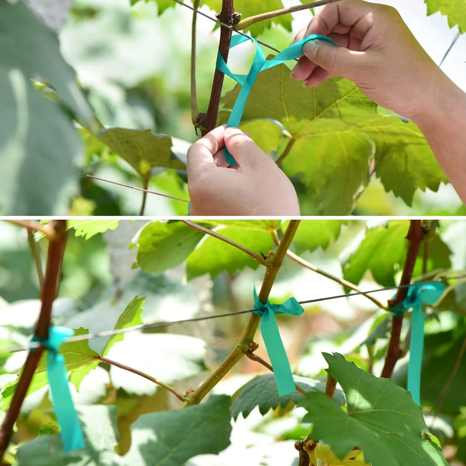 Imagem -06 - Pés x Wide Stretch Tie Tape Green Plant Garden Tie Estaca de Vinil Jardim para Ramos Escalada Plantadores Flores 150