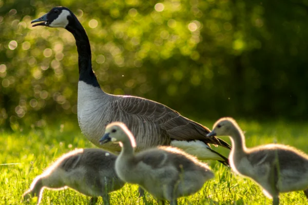 

Комплект: Бесщеточный двигатель 120А, ESC, пульт дистанционного управления, приемник, металлический рулевой механизм для радиоуправляемой машины Wltoys XKS 144001 1/14