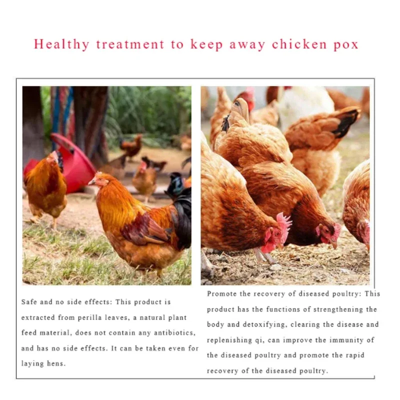 Chicken, Duck, Goose Pox, Chicken Pox, Veterinary Use, Pigeon Peas, Chicken Pox