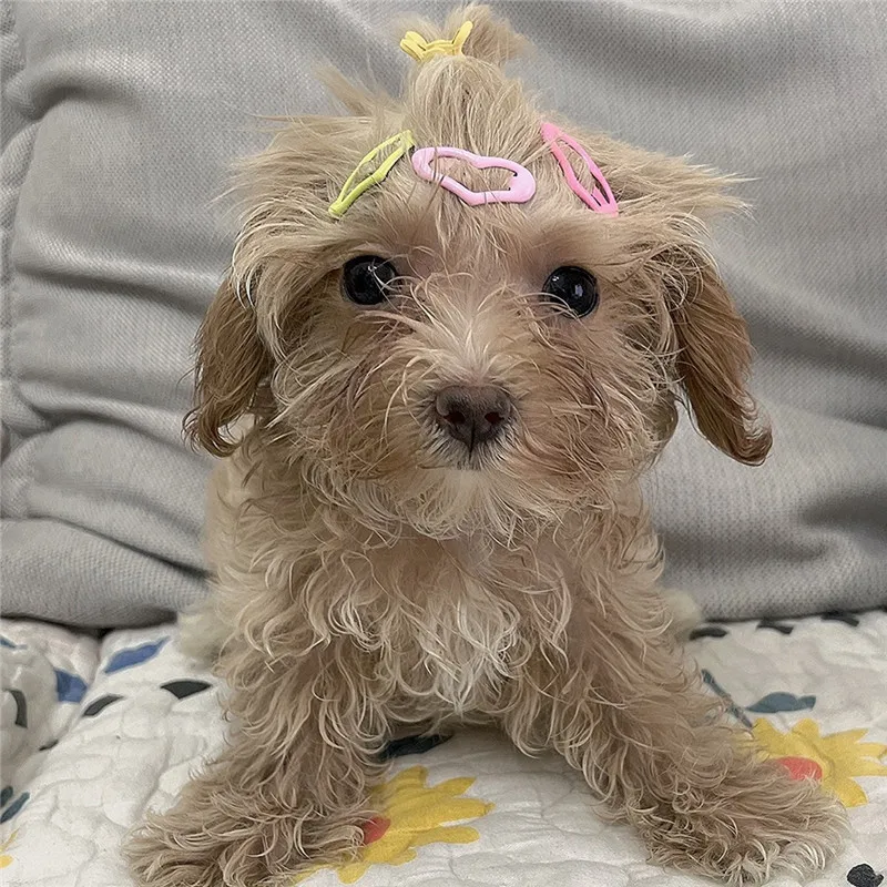 5/10/20pcs Dog Hair Clips Multicolor Barrettes Small Bone Snap Hair Clips for Dog Cat Pet Grooming Bows Pet Hair Accessories