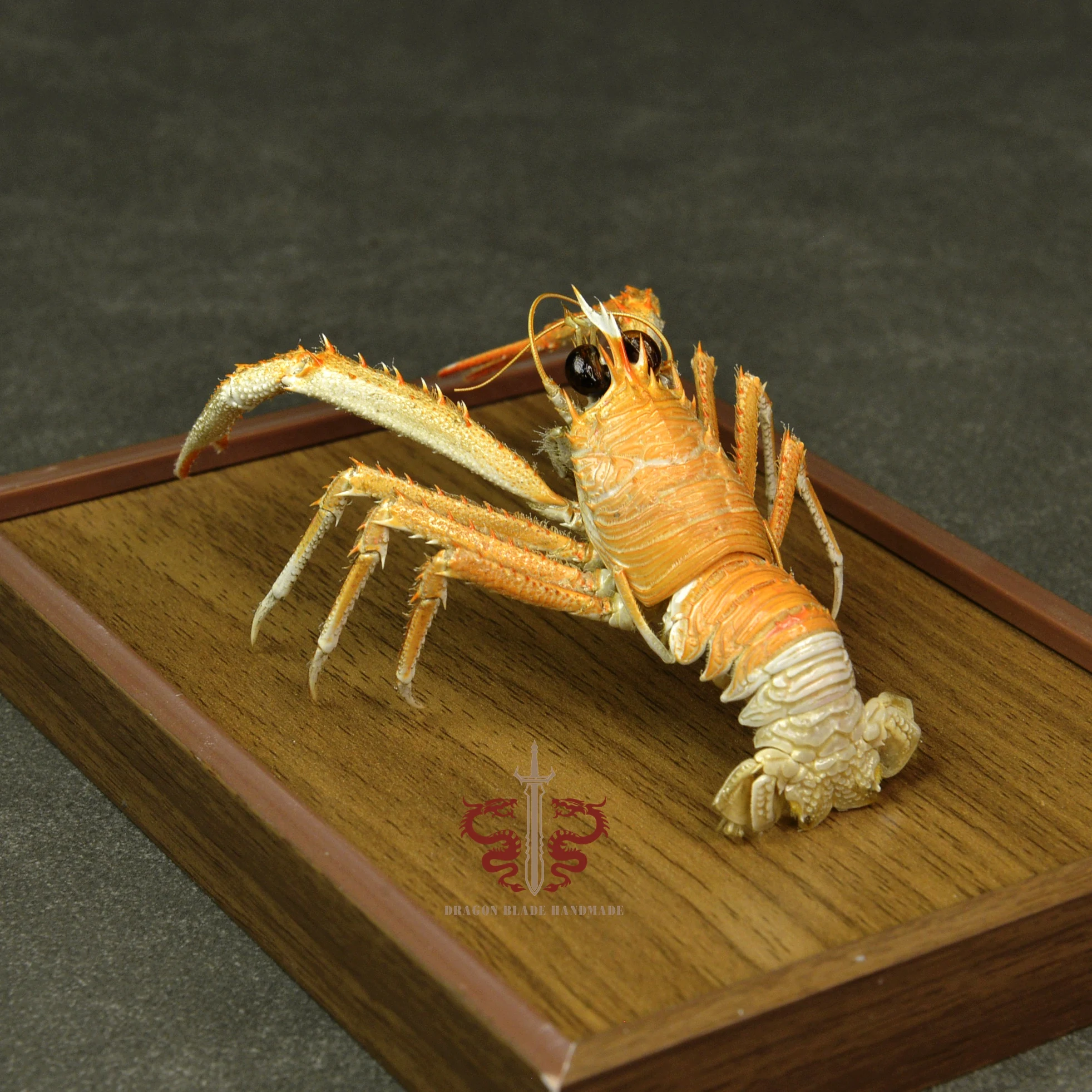 Lobster specimen Munidopsis andamanica, museum-quality taxidermy display box, Collection Home Decor Ornament Desk Decoration