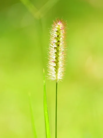 8-256GB Ai Voice Re…