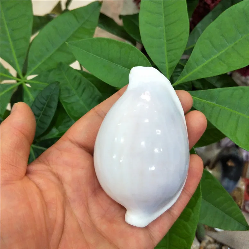 Natural conch and shell Fish tank weddingdiy Creative home decoration White Rabbit snail Sea rabbit snail