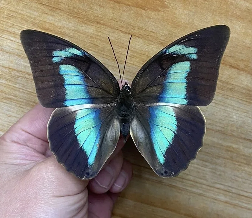 

1pc Real Butterfly Specimens Without Spreading Wings DIY Practice Making Materials Sculpture