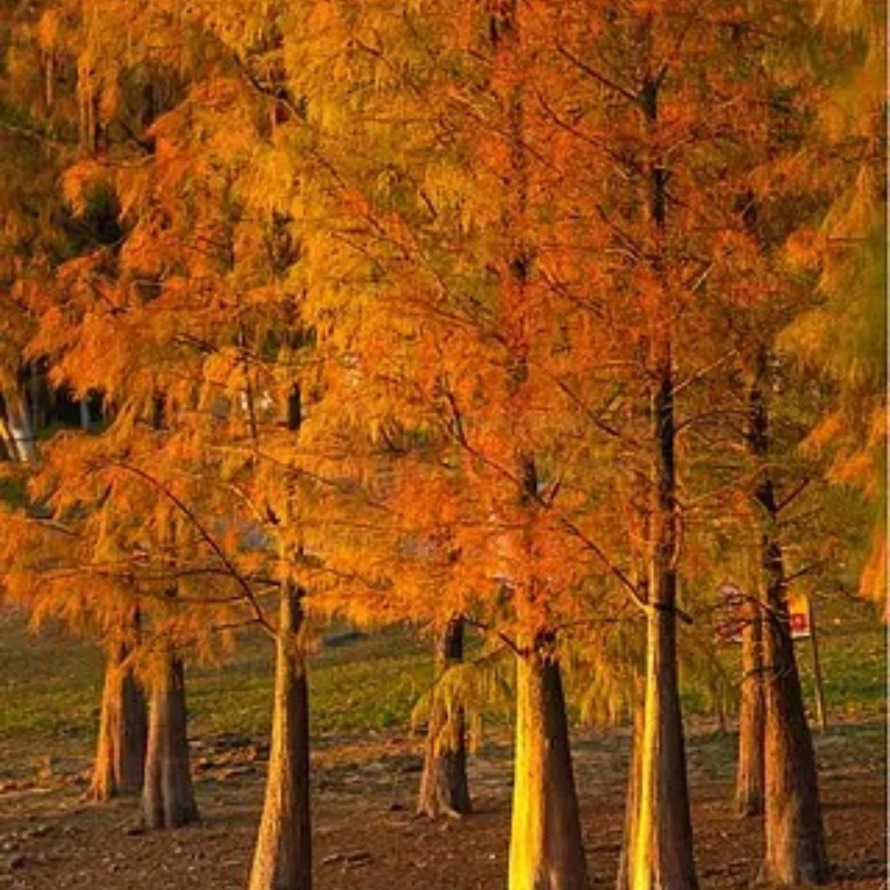 

НОВЫЙ Nano-приемник MATEK Mateksys ExpressLRS ELRS 2.4ГГц ELRS-R24-D для микро-мини дронов для фристайла и гонок на дальние дистанции