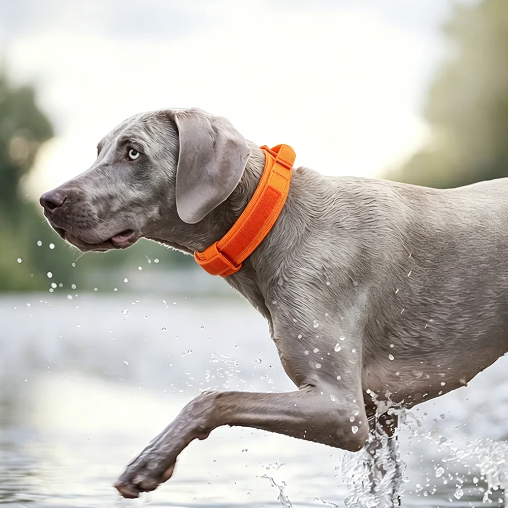 Thumbnail 4 - #40 Best Pet Collars to Buy In 2026