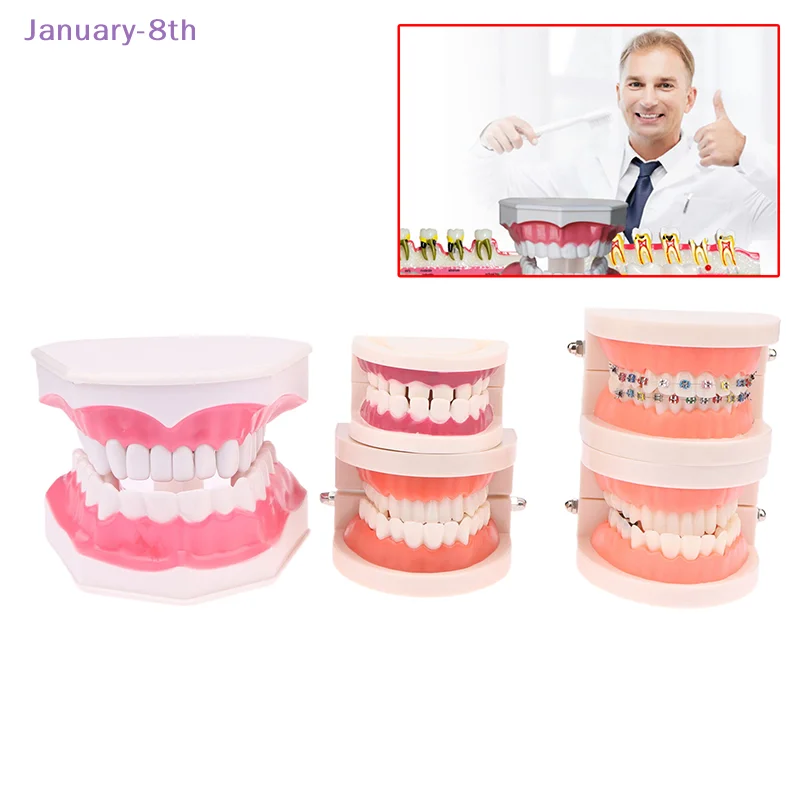 Dental Teaching Model Standard Dental Orthodontic Teeth Model Dentist Lab Tooth Model Teaching Tools