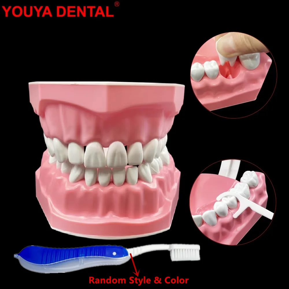 

1pcs Plastic Dental Model Teeth Teaching Model Removable Teeth Model For Dentist Dental Students Studying Education Demo Display