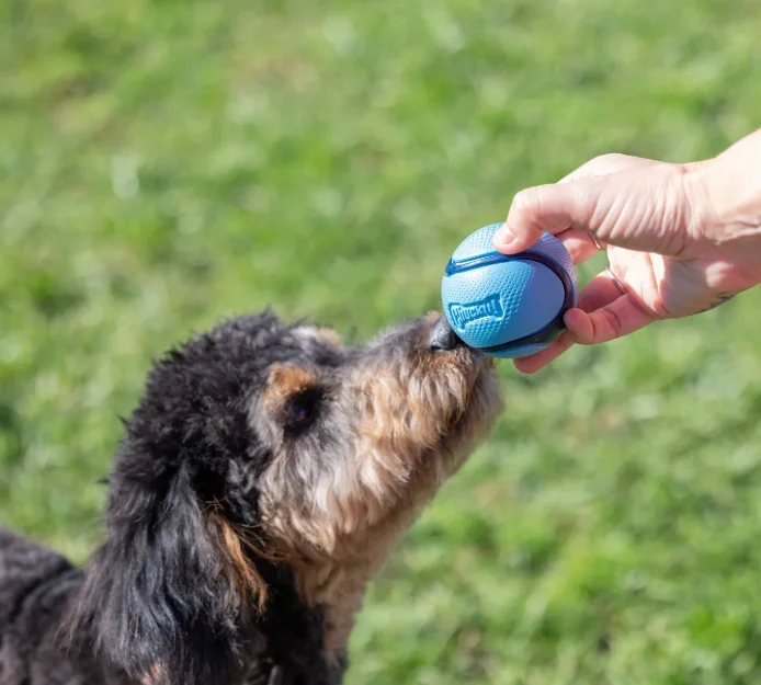 لعبة كلب تشاك إت سنيف جلب متوس - مراجعة Interactive Squeaky Plush Dog Toy وسعره