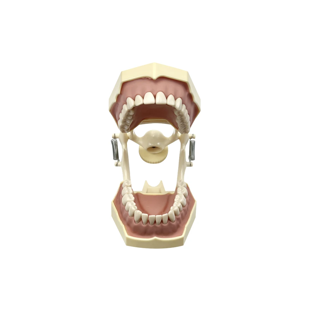 Dental Model Teeth Teaching Model Dentistry Demonstration Model With Removable 32teeth Technician Practice Typodont Model